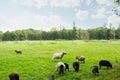 Group of lamb eating green grass Royalty Free Stock Photo