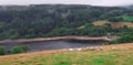 Group of lambs grazing in green meadow