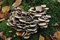 Group of lamellar fungus