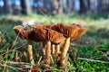 group of lamellar, inedible mushrooms among moss and grass in the forest during autumn