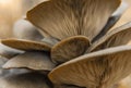 Group of lamellar mushrooms close up