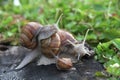 Group of land snails