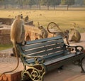 A group of langur monkeys sits on a bench