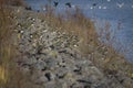 Group of lapwings resting on stone dam before taking of to their winter stay locations