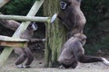 Group Lar gibbon