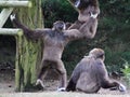 Group Lar gibbon