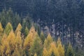 Yellow - colored larch trees in a spruce forest in autumn. Royalty Free Stock Photo