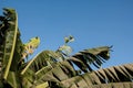 Group of large banana leaves, exotic tropical trees on the background a blue sky Royalty Free Stock Photo