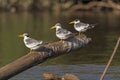 Group of Large Billed Terns Resting on a River Snag