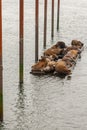 group of large brown sealions in oregon