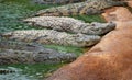 Group of large crocodiles resting Royalty Free Stock Photo