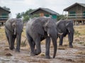 Group of large elephants walking between safari tents at lodge, Botswana, Africa