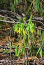 Flowered Bellwort Wildflower, Uvularia grandflora