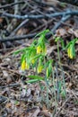 Group of Bellwort Wildflower, Uvularia grandflora