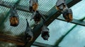 A group of large flying foxes sleep on a net in a zoo Royalty Free Stock Photo