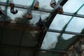 A group of large flying foxes sleep on a net in a zoo Royalty Free Stock Photo
