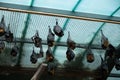 A group of large flying foxes sleep on a net in a zoo Royalty Free Stock Photo