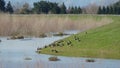 Flock of canadian geese on a green levee in the sacramento river delta