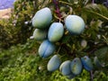 A group of large green unripe plums on a branch after rain