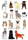 Group of large and middle dogs breeds hand drawn chart Royalty Free Stock Photo