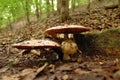 Group of Large mushrooms along a wooded path Royalty Free Stock Photo