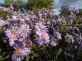 Large, powder puff blue daisy-like flowers with yellow eyes Michaelmas daisy or New York Aster (Aster novi-belgii or Royalty Free Stock Photo