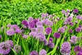 Group of large purple Alliums