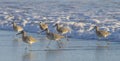 A group of large sandpipers walk along surf`s edge in California