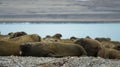 Group of large walrus on the beach. Svalbard, Norway.