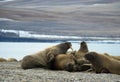 Group of large walrus on the beach. Svalbard, Norway.