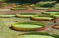 Large Water Lily Pads of Victoria Amazonica in a Duckweed Covered Pond Royalty Free Stock Photo