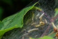 Group of Larvae of Bird-cherry ermine Yponomeuta evonymella pupate in tightly packed communal, white web on a tree trunk and Royalty Free Stock Photo