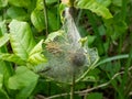 Group of Larvae of Bird-cherry ermine Yponomeuta evonymella pupate in tightly packed communal, white web on a tree trunk and Royalty Free Stock Photo