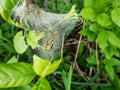 Group of Larvae of Bird-cherry ermine Yponomeuta evonymella pupate in tightly packed communal, white web on a tree trunk and Royalty Free Stock Photo