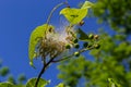 Group of Larvae of Bird-cherry ermine Yponomeuta evonymella pupate in tightly packed communal, white web on a tree trunk and Royalty Free Stock Photo