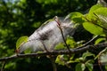 Group of Larvae of Bird-cherry ermine Yponomeuta evonymella pupate in tightly packed communal, white web on a tree trunk and Royalty Free Stock Photo