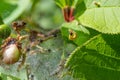 Group of Larvae of Bird-cherry ermine Yponomeuta evonymella pupate in tightly packed communal, white web on a tree trunk and Royalty Free Stock Photo