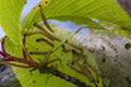 Group of Larvae of Bird-cherry ermine Yponomeuta evonymella pupate in tightly packed communal, white web on a tree trunk and Royalty Free Stock Photo