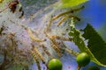 Group of Larvae of Bird-cherry ermine Yponomeuta evonymella pupate in tightly packed communal, white web on a tree trunk and Royalty Free Stock Photo