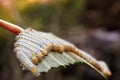 A group of larvae on leaf. Caterpillars. Together in one leaf. Macro Royalty Free Stock Photo