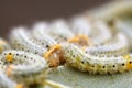 A group of larvae on leaf. Caterpillars. Together in one leaf. Macro Royalty Free Stock Photo