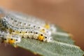 A group of larvae on leaf. Caterpillars. Together in one leaf. Macro Royalty Free Stock Photo