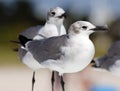 Group of Laughing gull Seagull in south Florida Miami beach Royalty Free Stock Photo