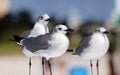 Group of Laughing gull Seagull in south Florida Miami beach Royalty Free Stock Photo