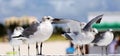 Group of Laughing gull Seagull in south Florida Miami beach Royalty Free Stock Photo
