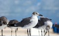 Group of Laughing gull Seagull in south Florida Miami beach Royalty Free Stock Photo