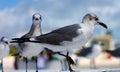 Group of Laughing gull Seagull in south Florida Miami beach Royalty Free Stock Photo