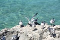 Group of Laughing Gulls Poised on Lava Rock