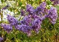 Cluster of purple mauve Lilac `Katherine Havemeyer` flowers