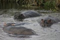 Group of Hippopotamus Hippopotamus amphibius playing in water in Ngorongoro Crater Tanzania